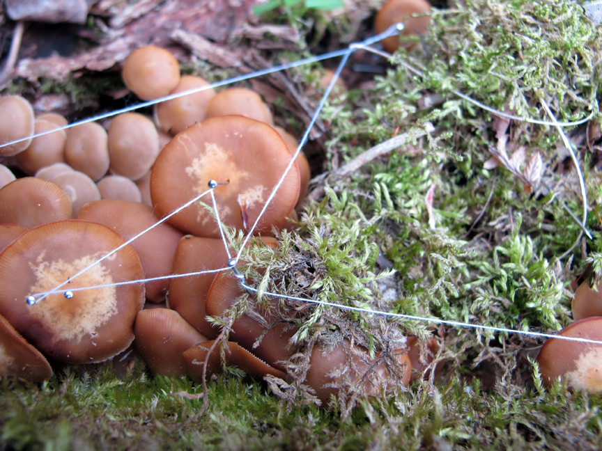 galerina